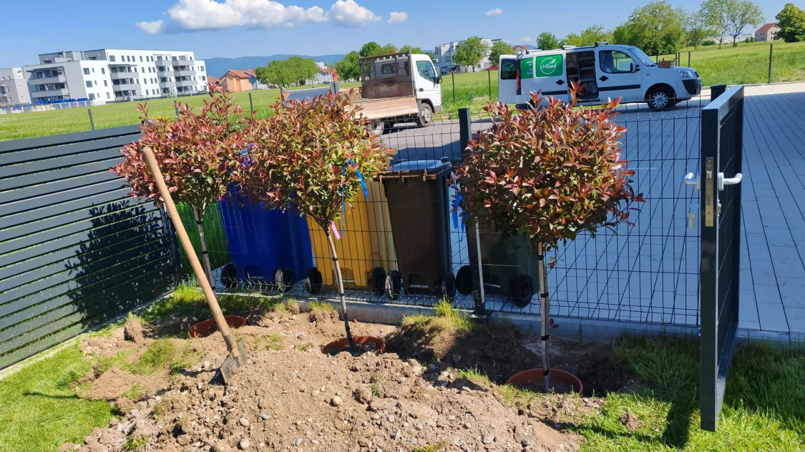 Sadnja ukrasnih stabala u tijeku