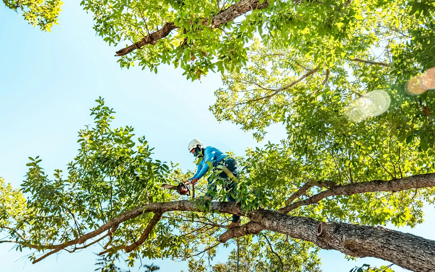 Arborist osiguran užetom uklanja granu stabla